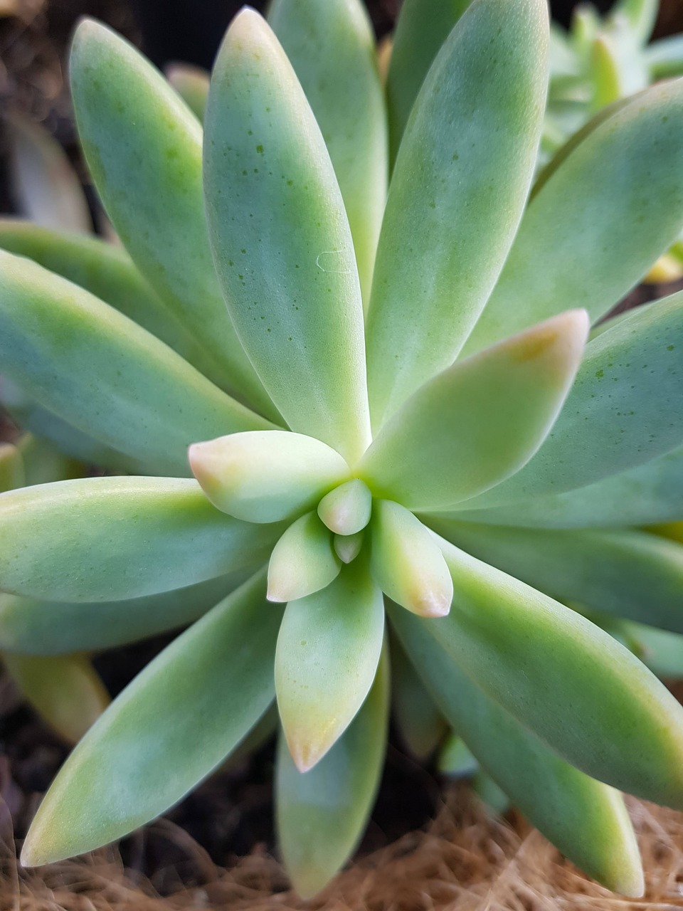 succulent  dry plant  plant free photo