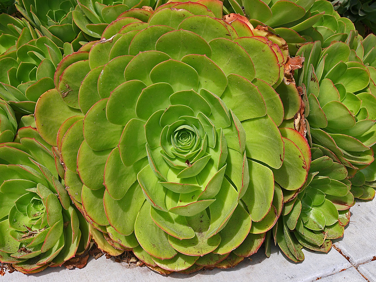 succulent plant green free photo