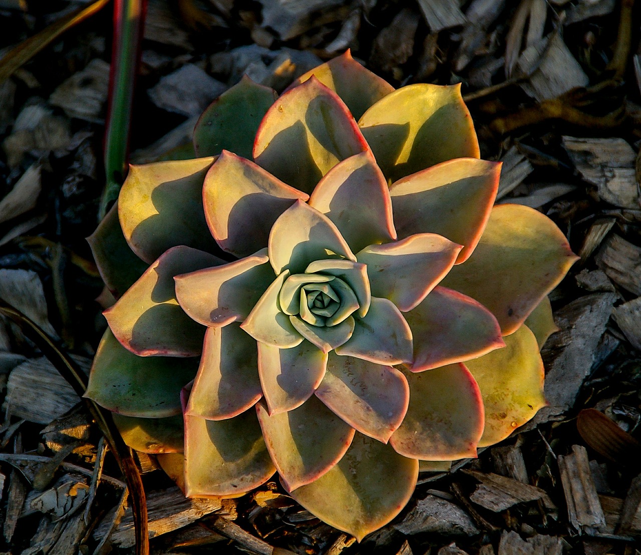 succulent green pink free photo