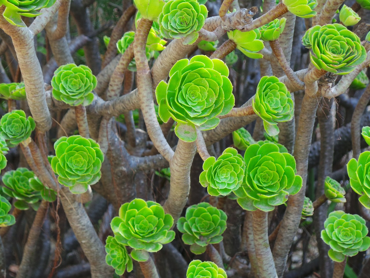 succulent green nature free photo