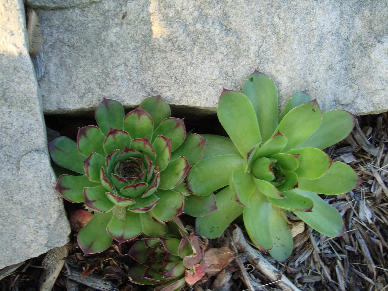 succulent hens and chicks green free photo