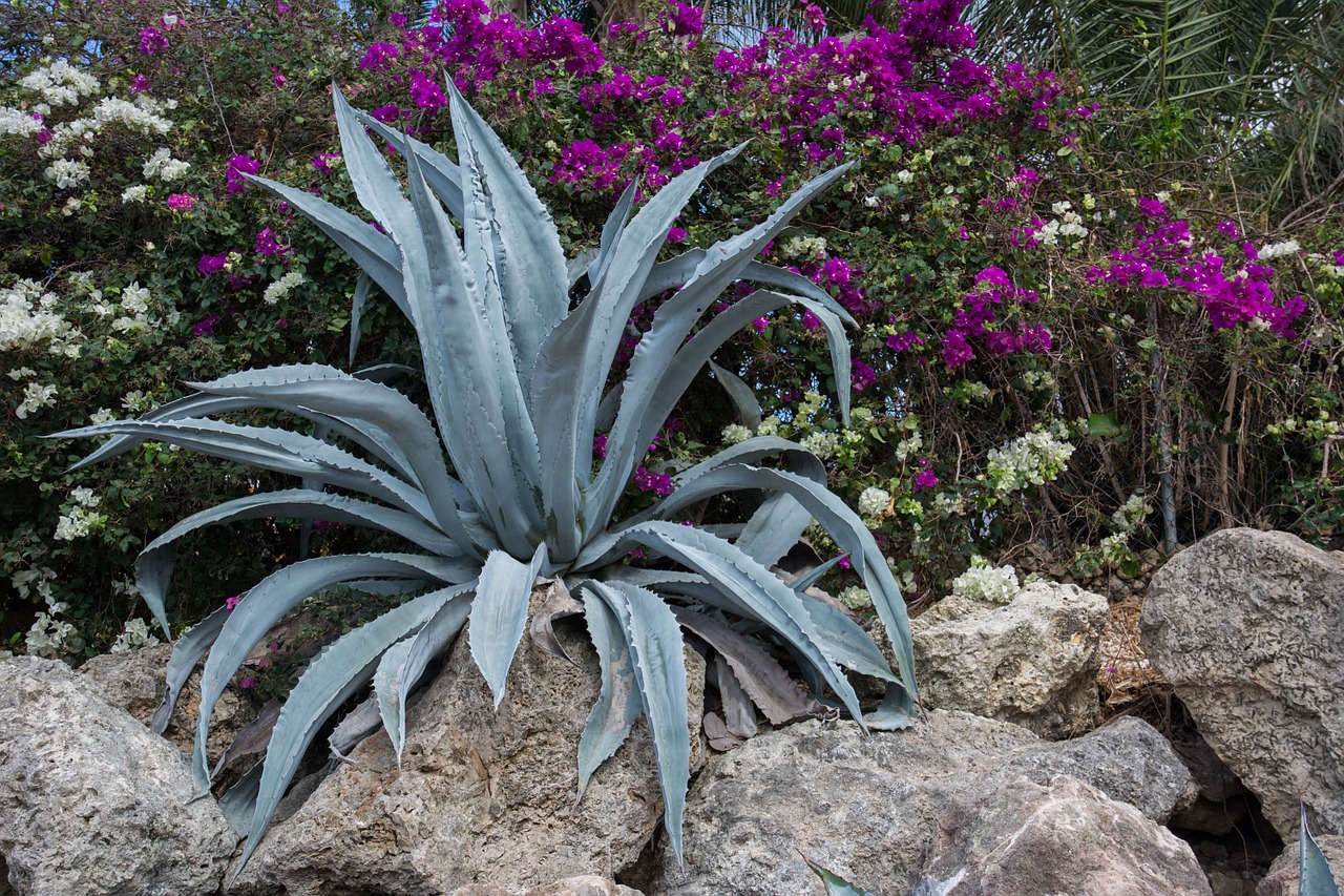 succulent agave plant free photo