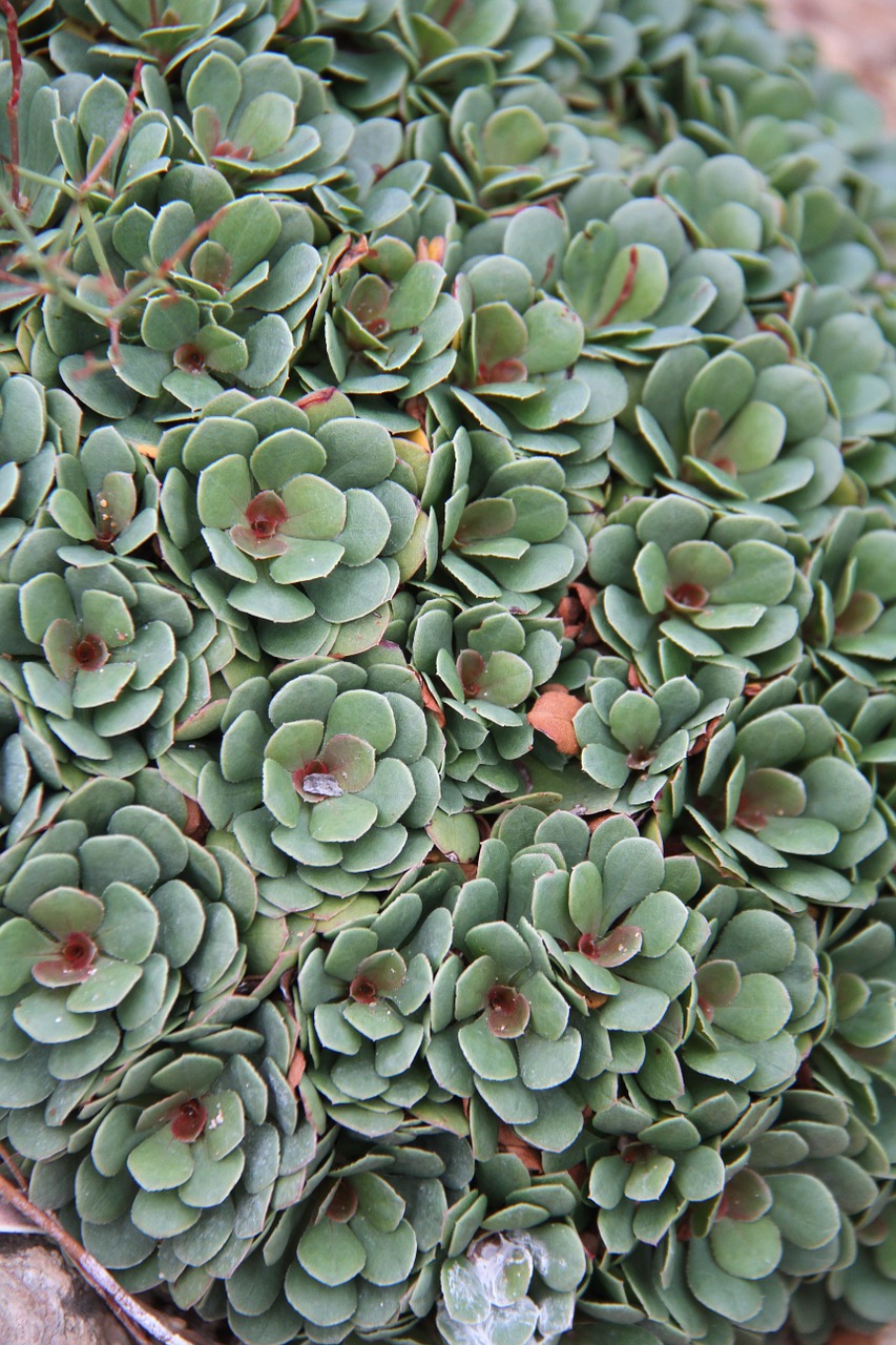 succulent foliage structural free photo