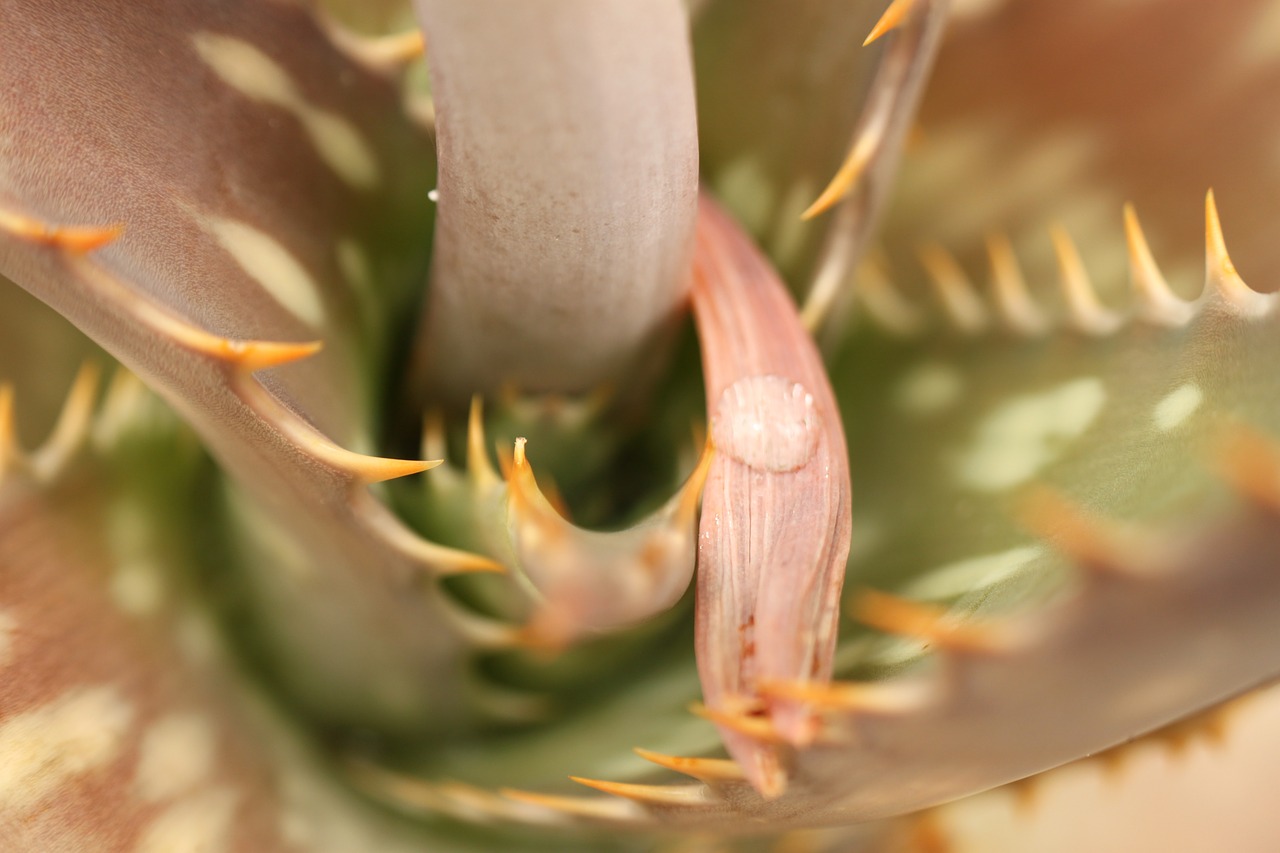 succulent plant green free photo