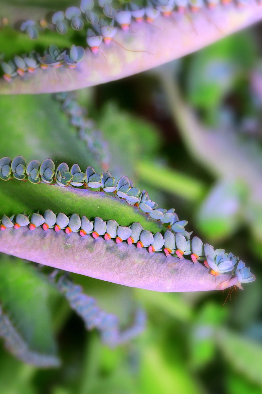 succulent leaf edges free photo