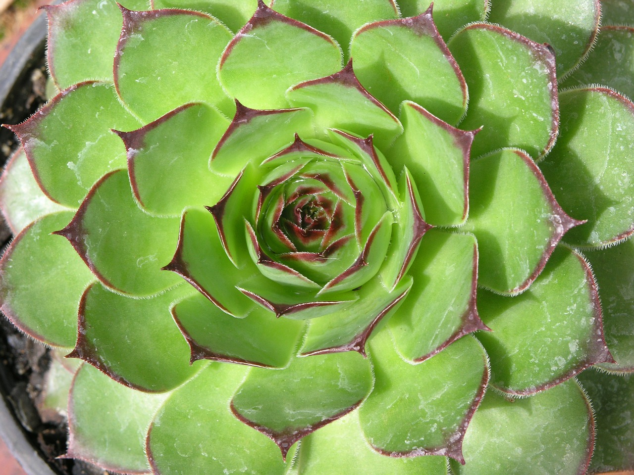 succulent cactus green free photo