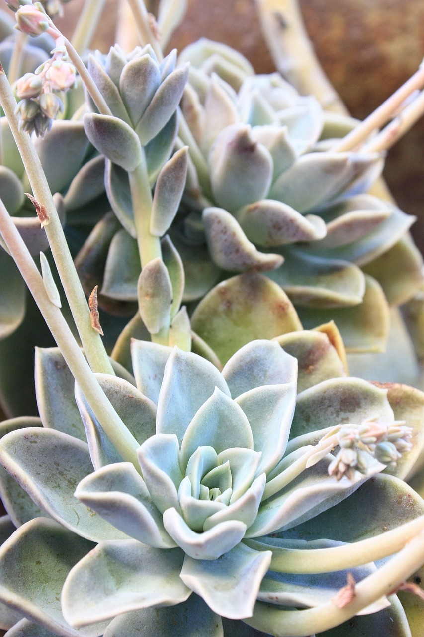 succulent plant green free photo