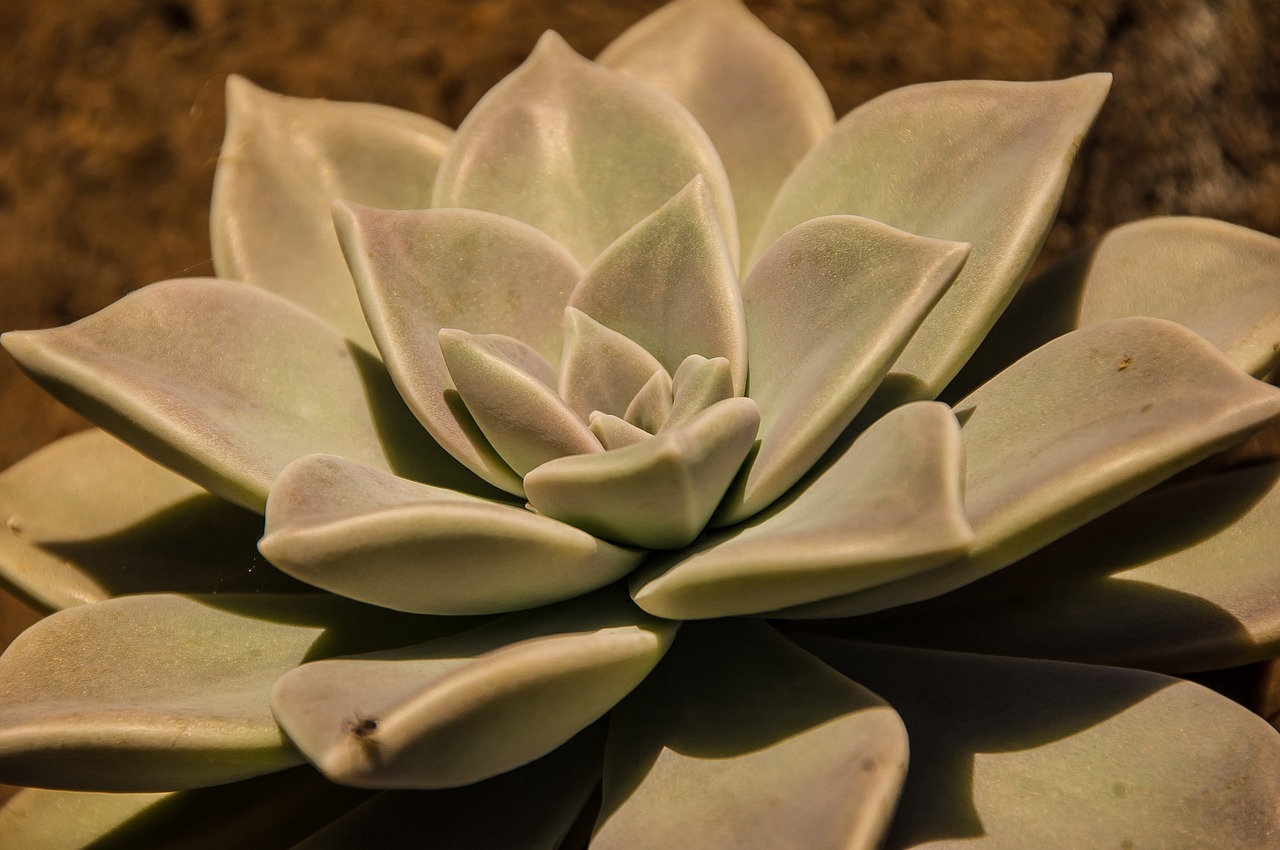 succulent green grey free photo