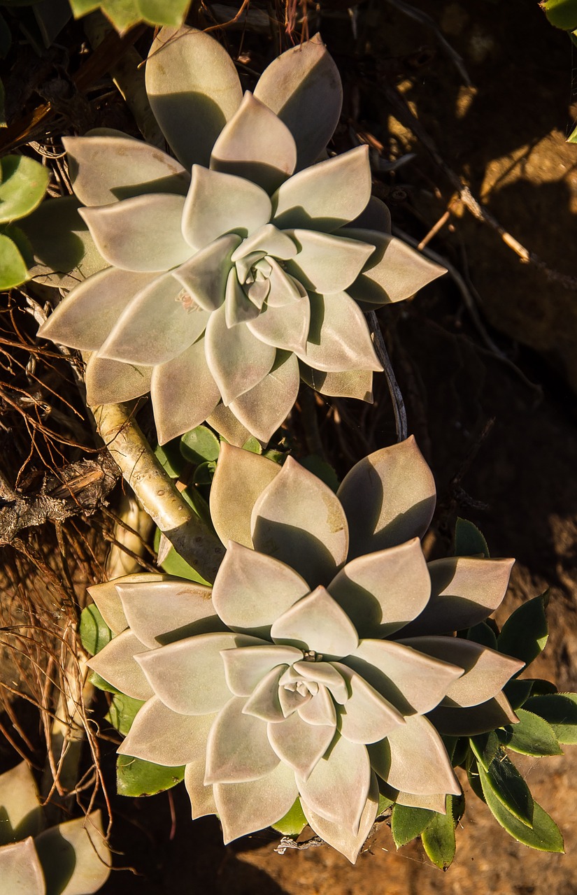 succulent green pink free photo