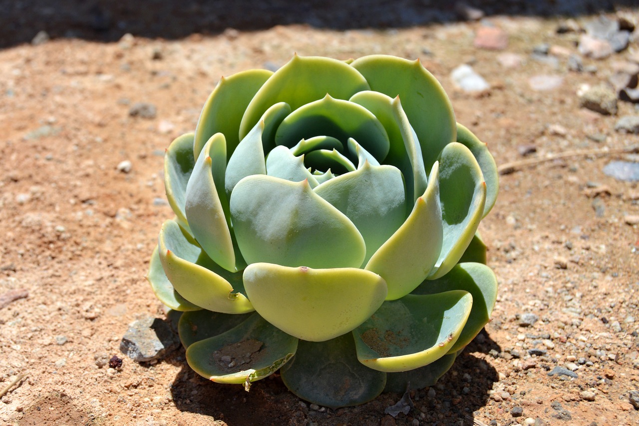 succulent rosette green free photo