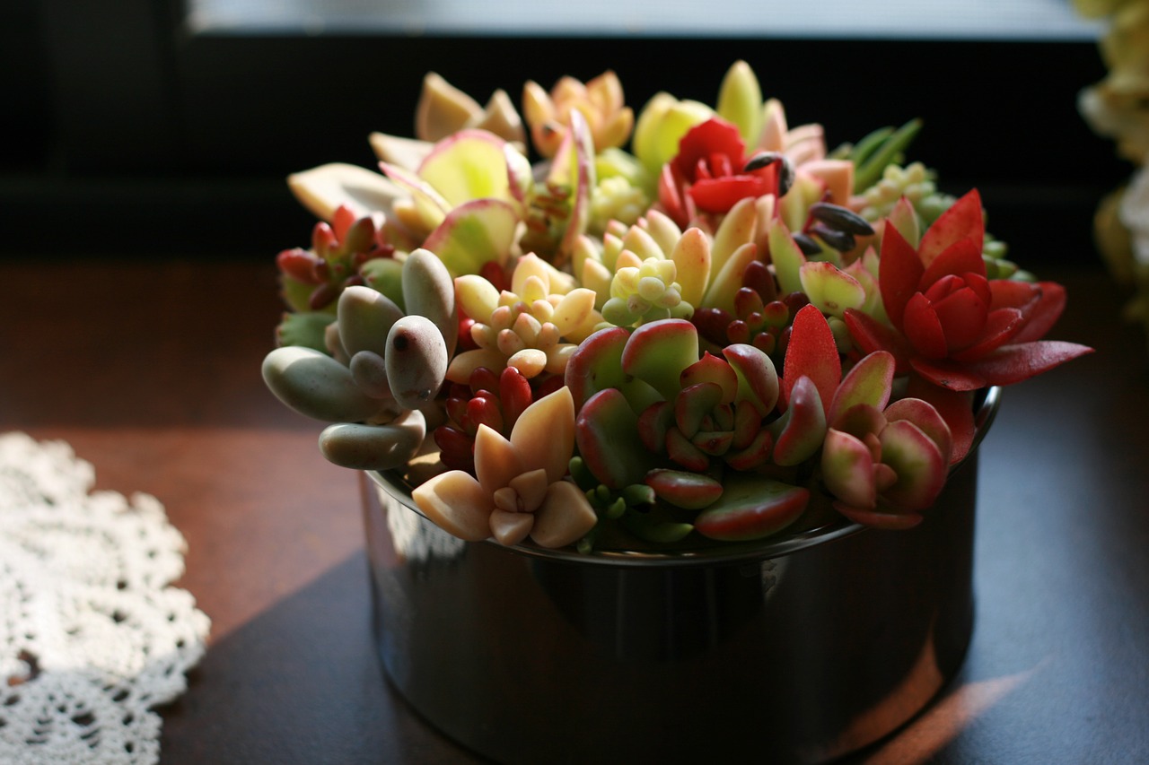 succulent plant gardening free photo