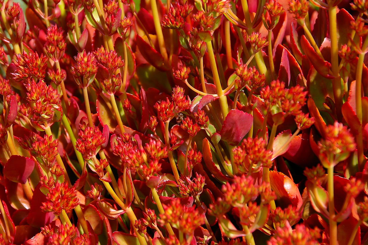 succulent red orange free photo