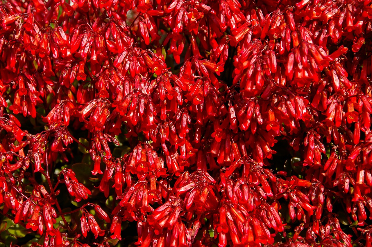 succulent red flowers free photo