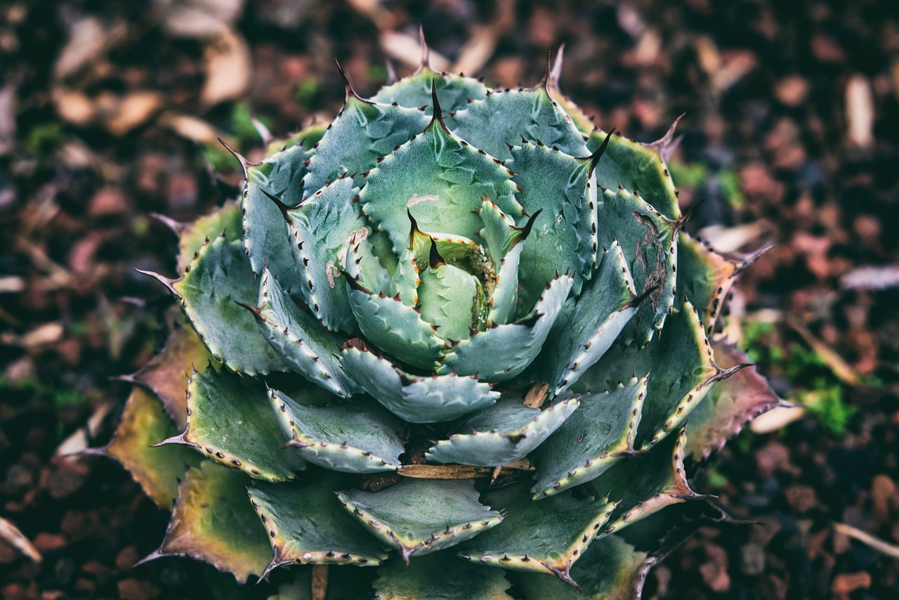 succulent plant green free photo