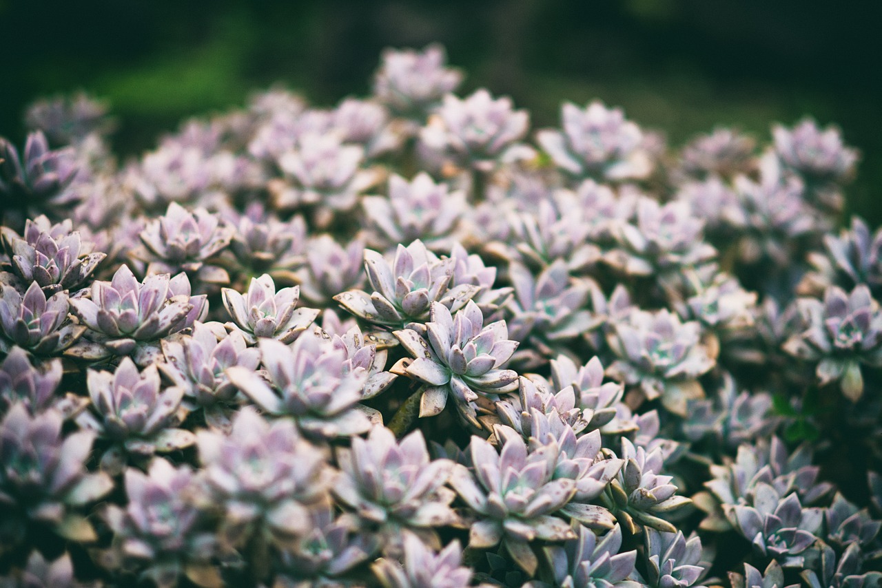 succulent plant green free photo