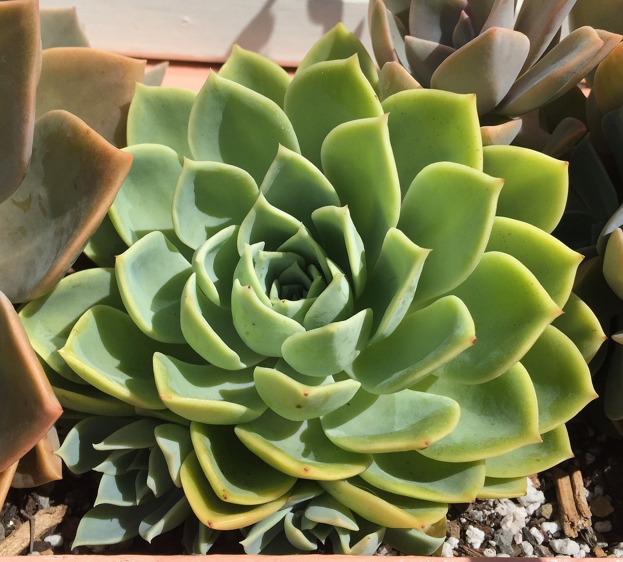 succulent desert flower free photo