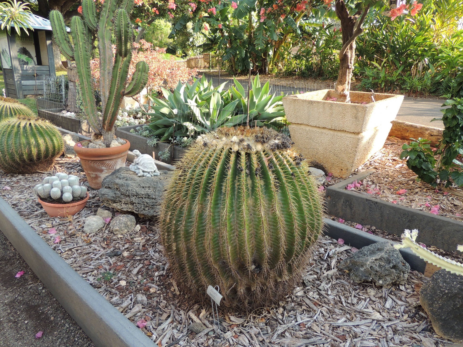 succulent cactus rock free photo