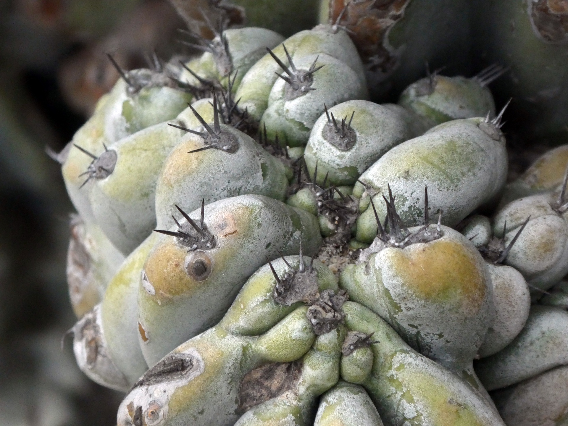 cactus cacti succulent free photo