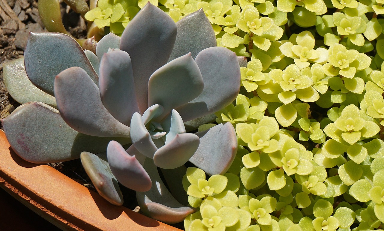 succulent grouping succulent plant free photo