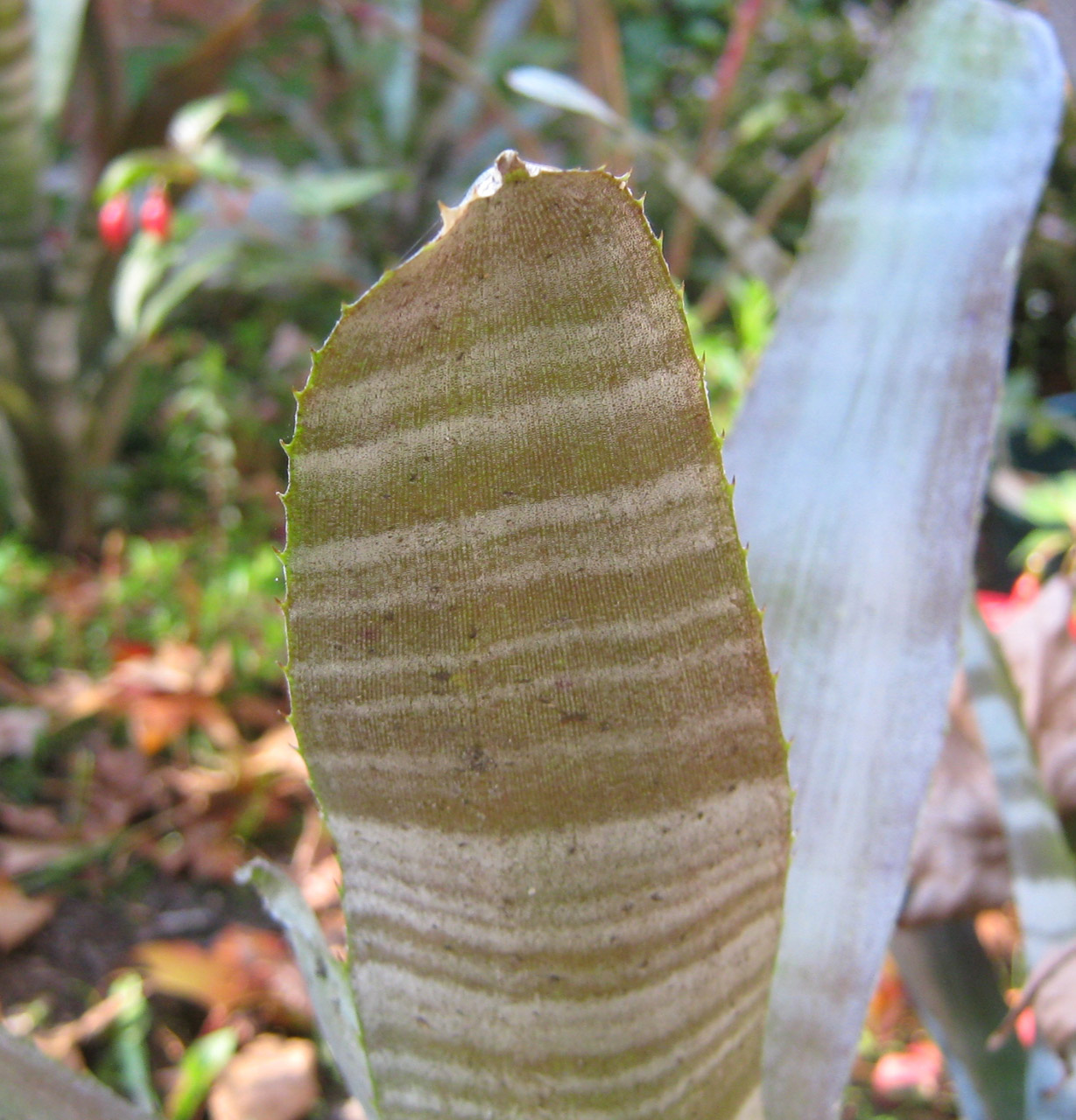 close-up succulent leaf free photo