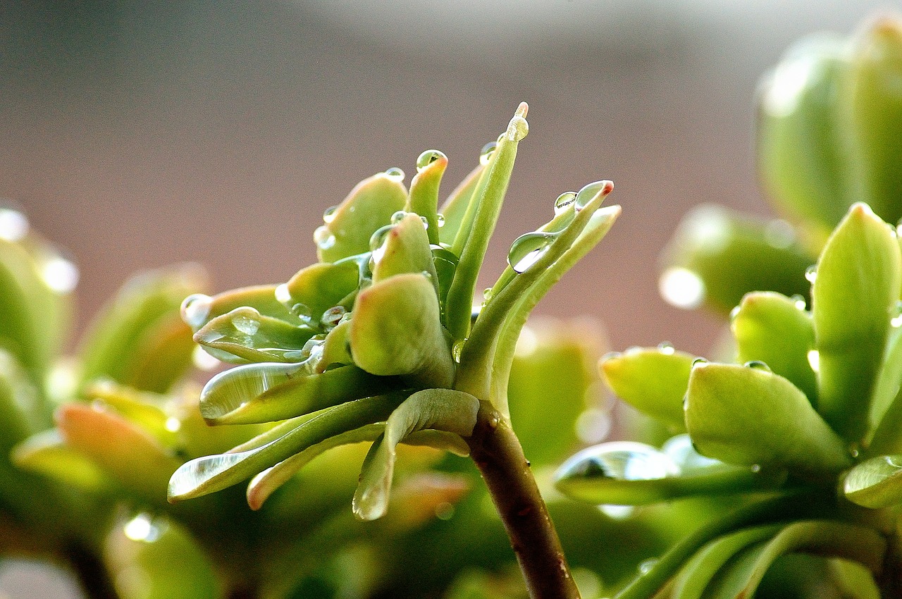 succulent plant rain water free photo