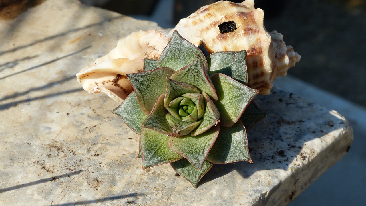 succulent plant shell composition free photo