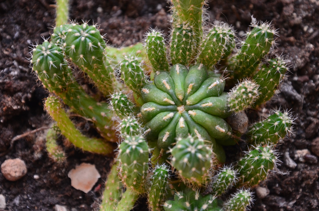 succulent plant vase thorns free photo