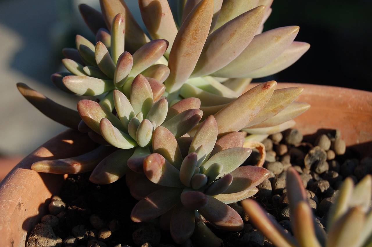 succulent plant nature free pictures free photo