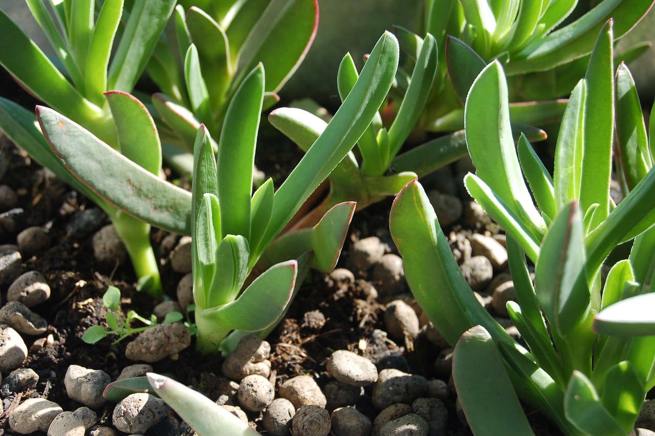 succulent plant hottentot fig carpobrotus modestus spring free photo