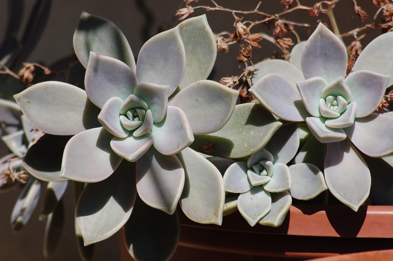 succulent plant  fat  plant free photo