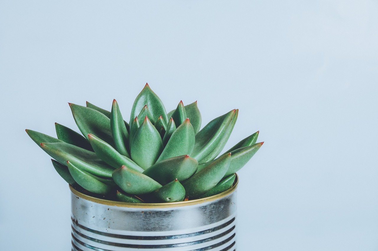 succulent plant  plant  pot free photo