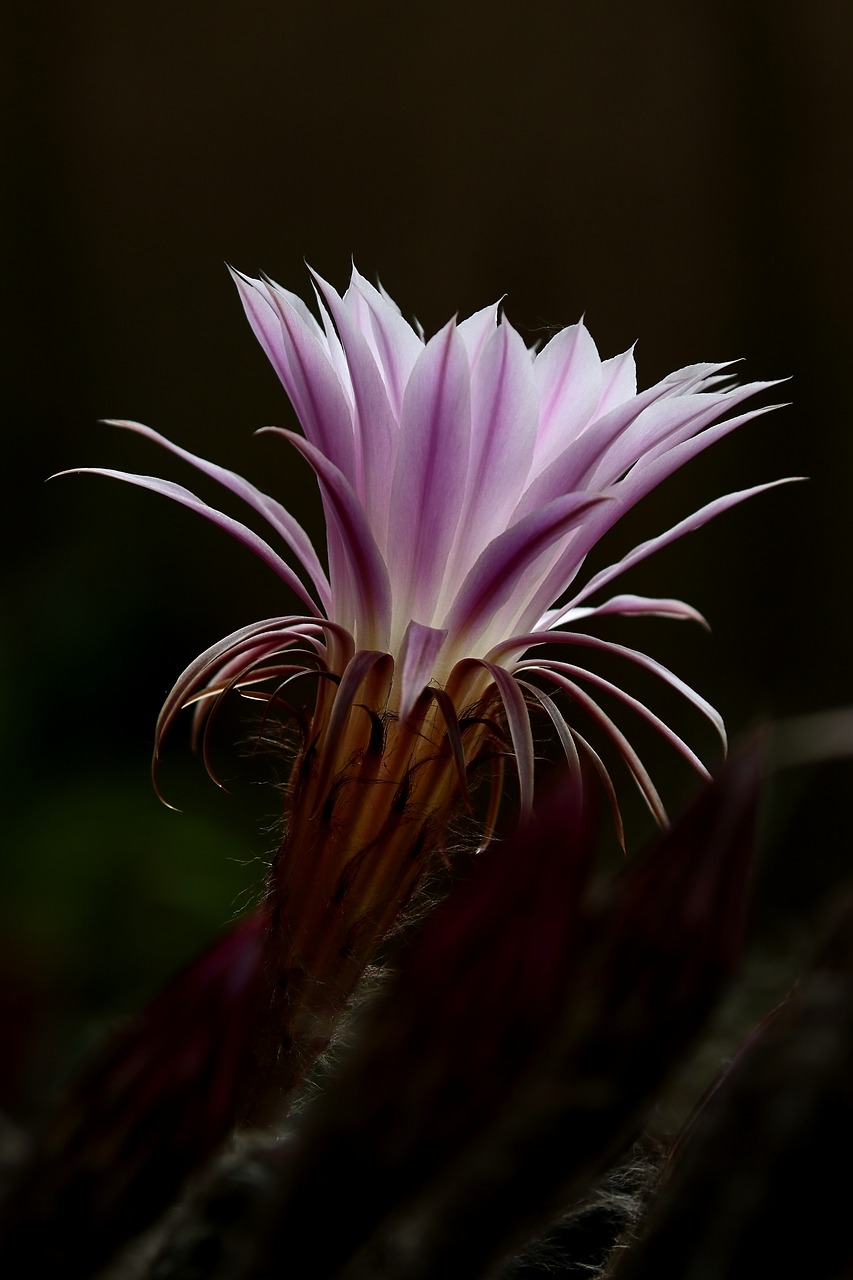 succulent plant  cactus  flower free photo