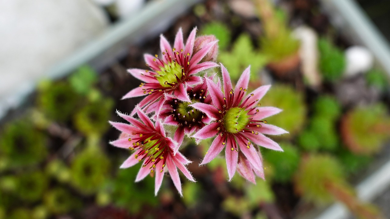 succulent plant  pink  rock plant free photo