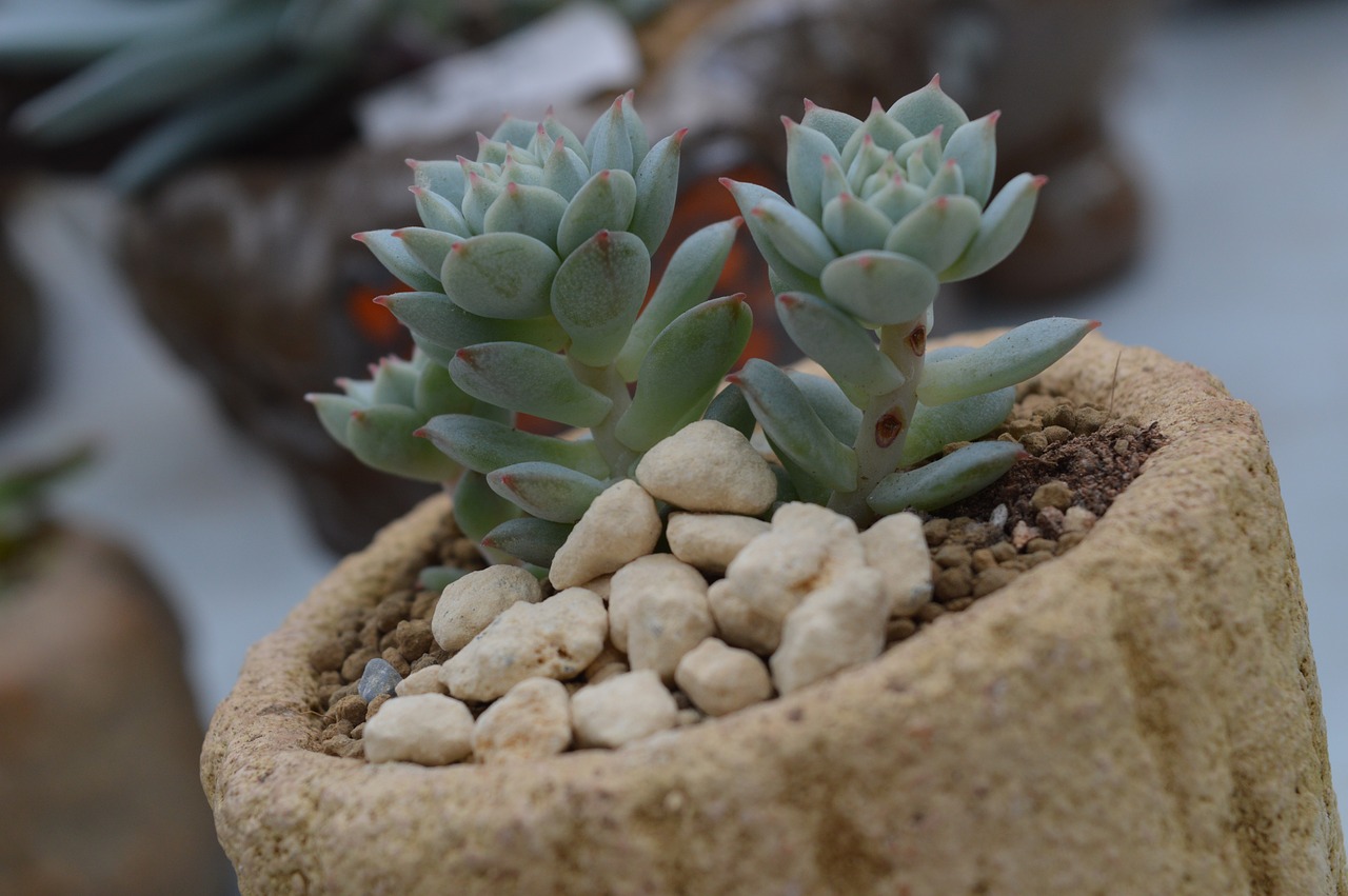 succulent plants platter potted plants free photo