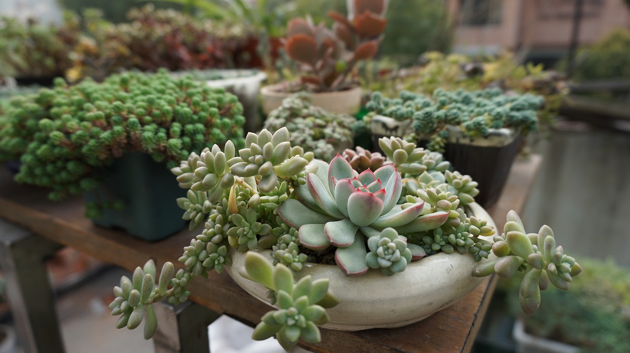 succulent plants green plants succulent free photo