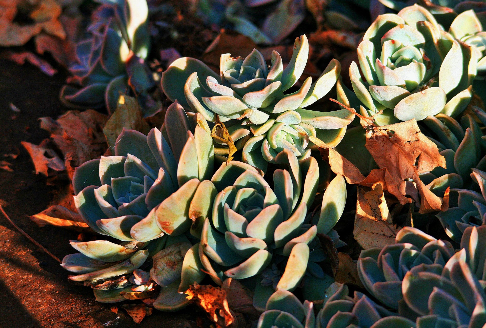 succulent plant leaves free photo