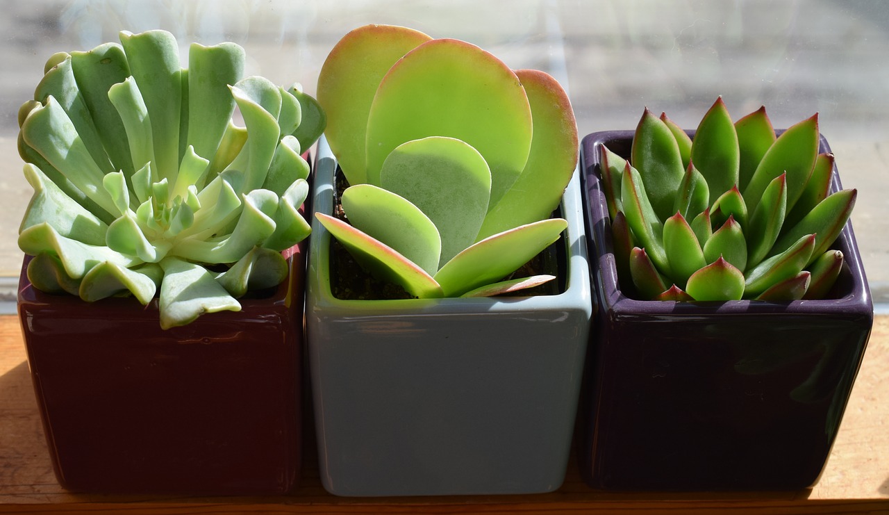 succulent trio container plant plant free photo