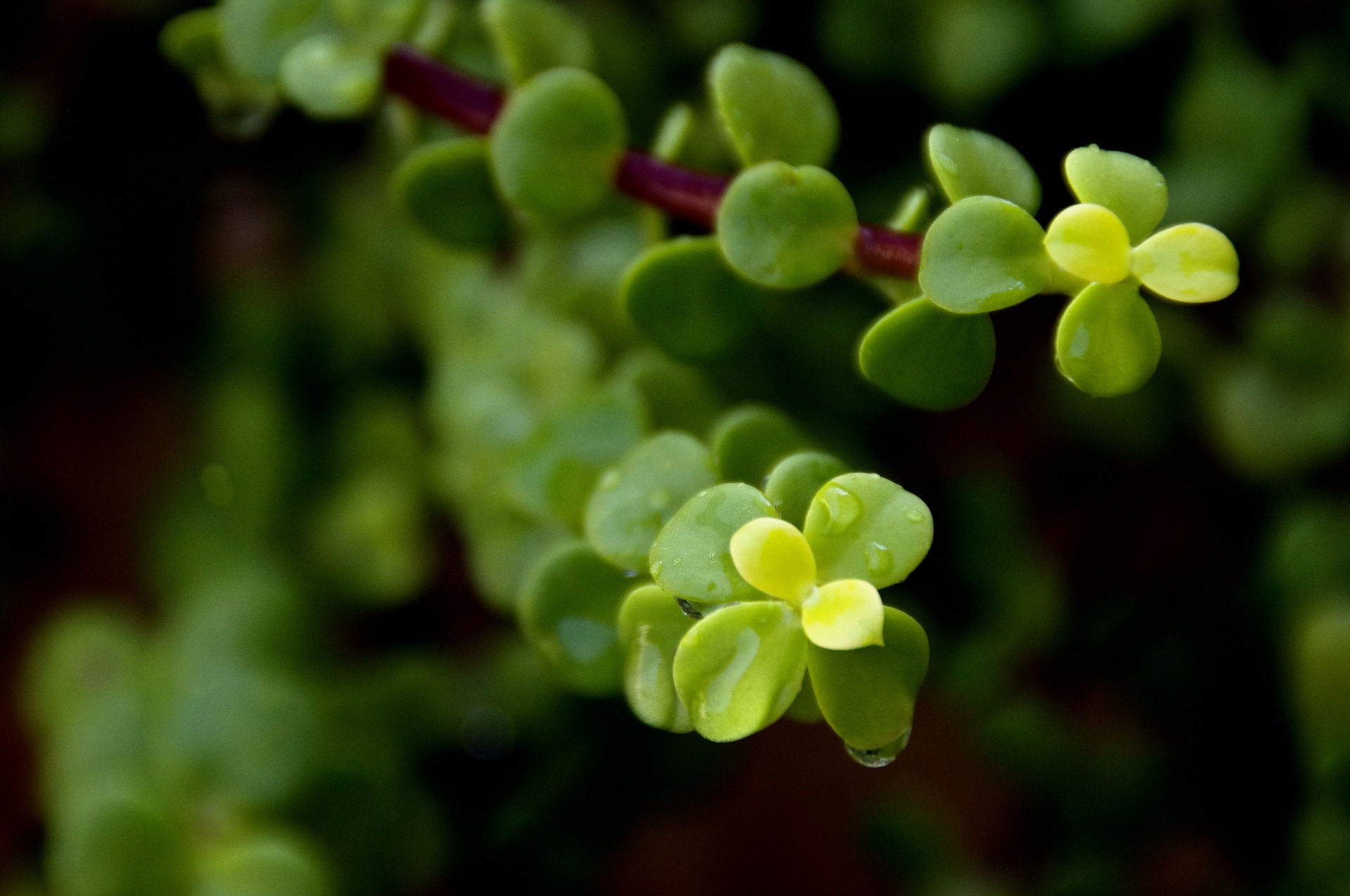 succulent water drops free photo