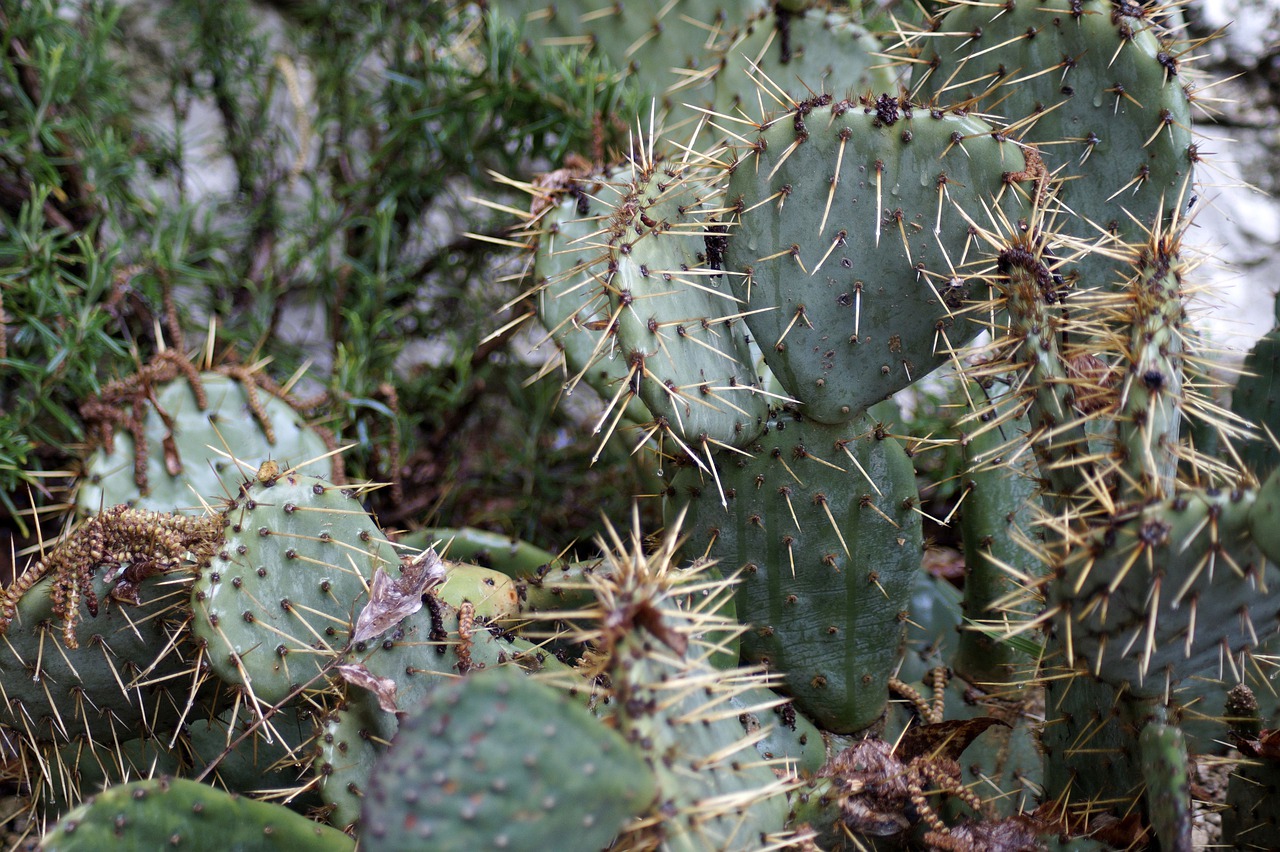 succulenten  cactus  succulent free photo