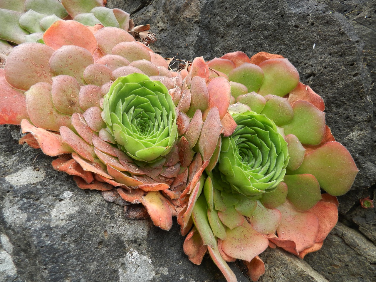 succulents nature flora free photo