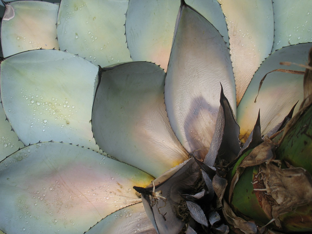 succulents plants leaves free photo