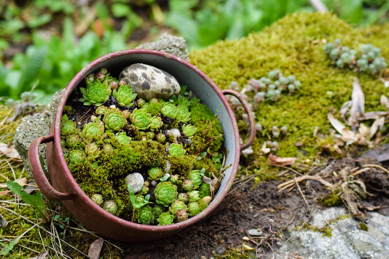 succulents nature stone garden free photo