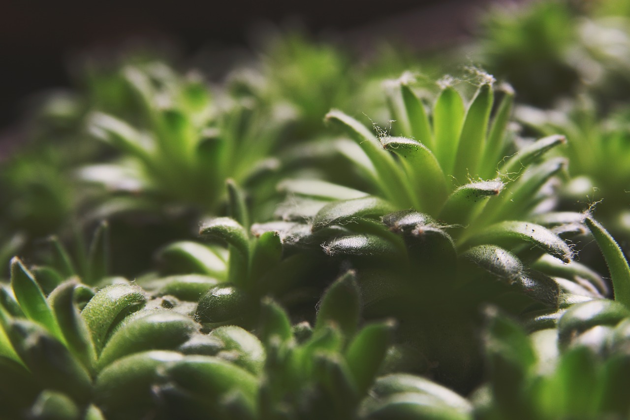 succulents greenery sempervivum free photo