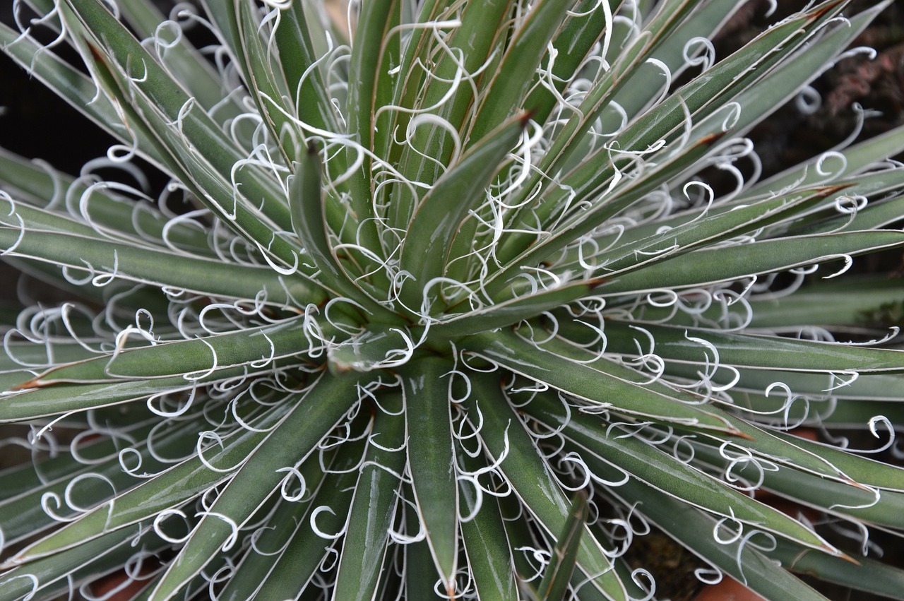 succulents plant leaves free photo