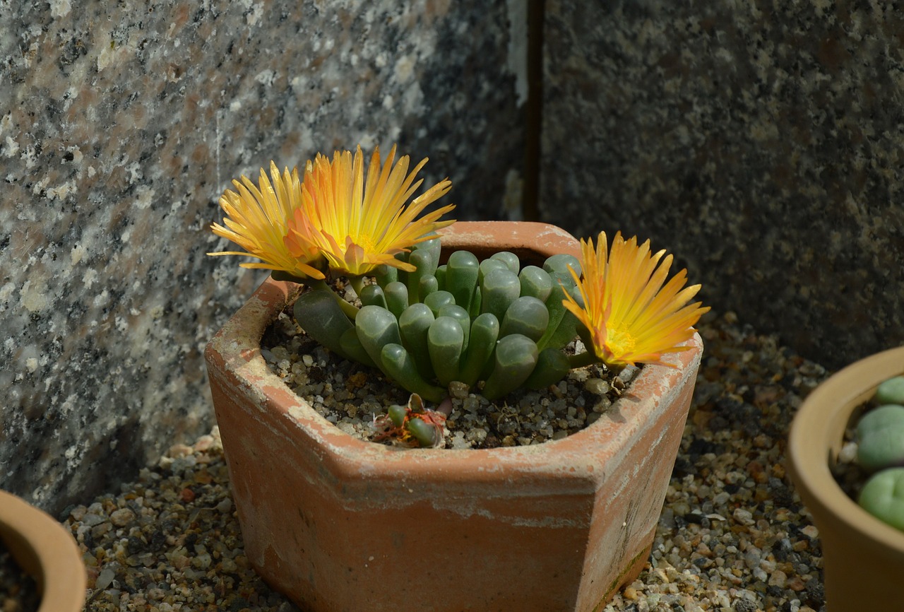 succulents flowers yellow free photo
