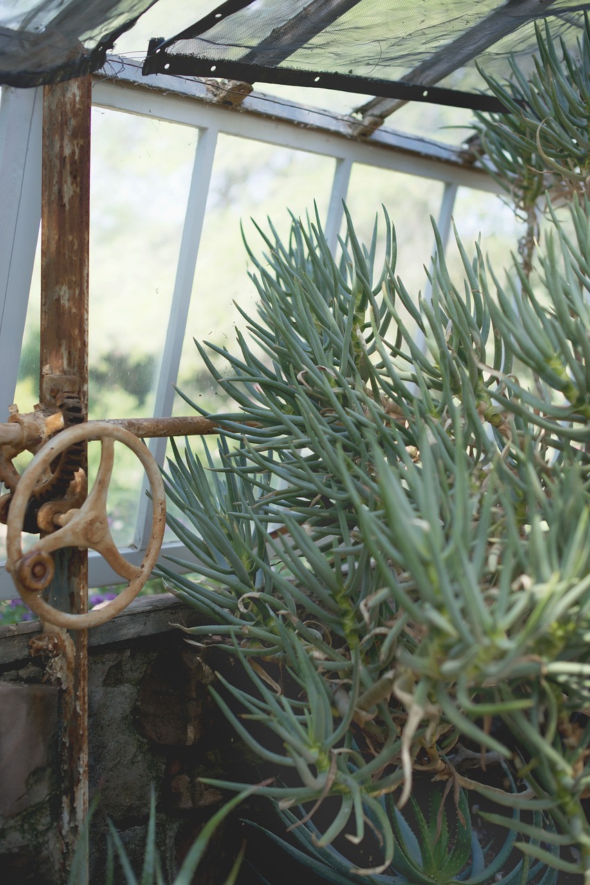 succulents green house vintage free photo