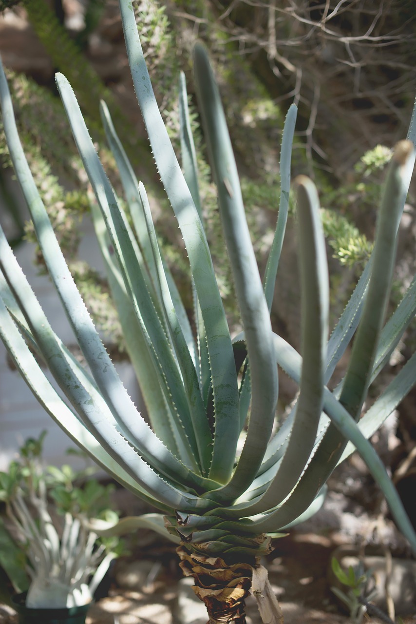 succulents green house green free photo