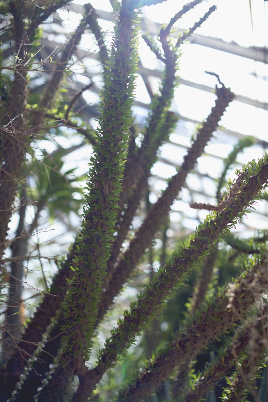 succulents green house cactus free photo