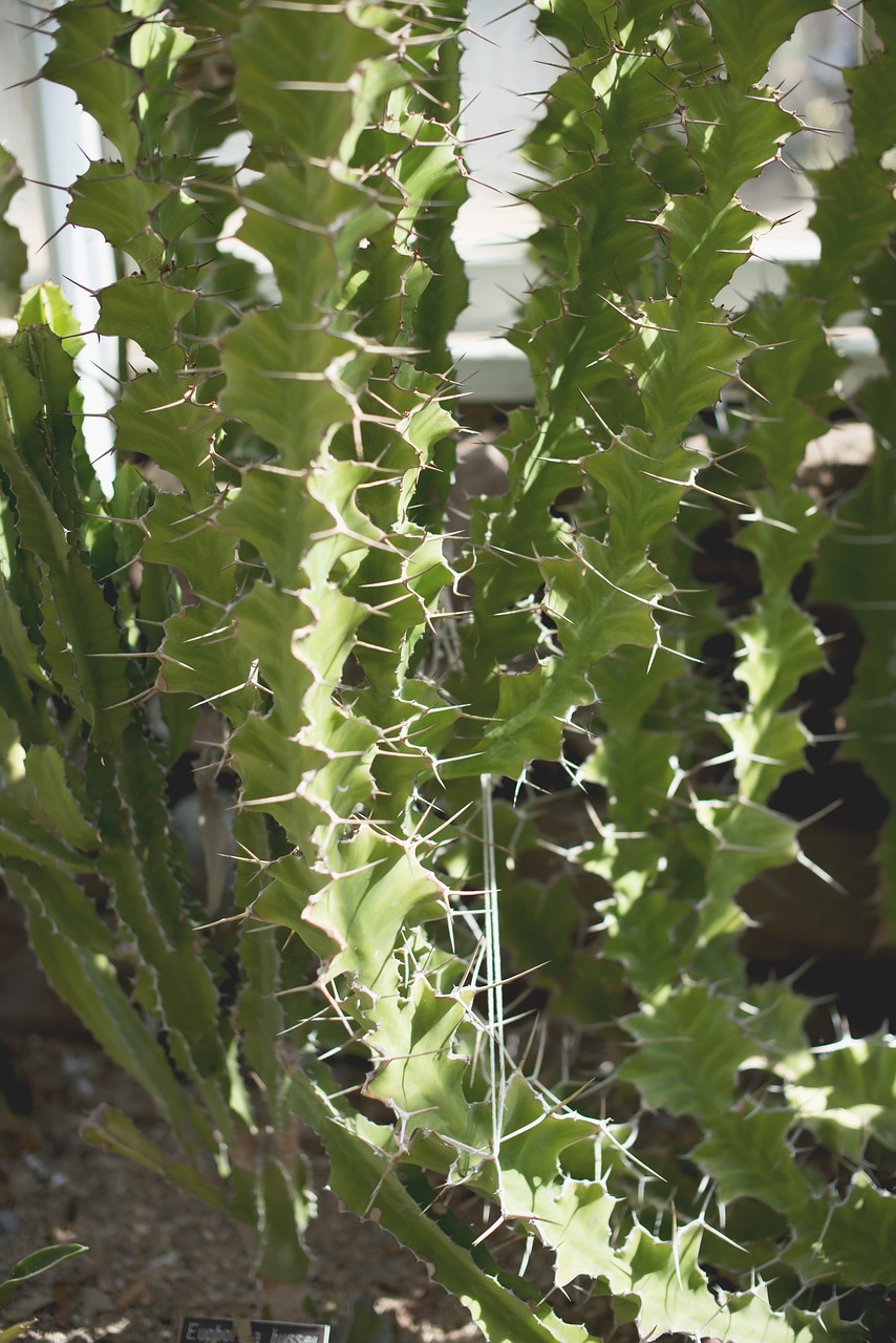 succulents green house cactus free photo