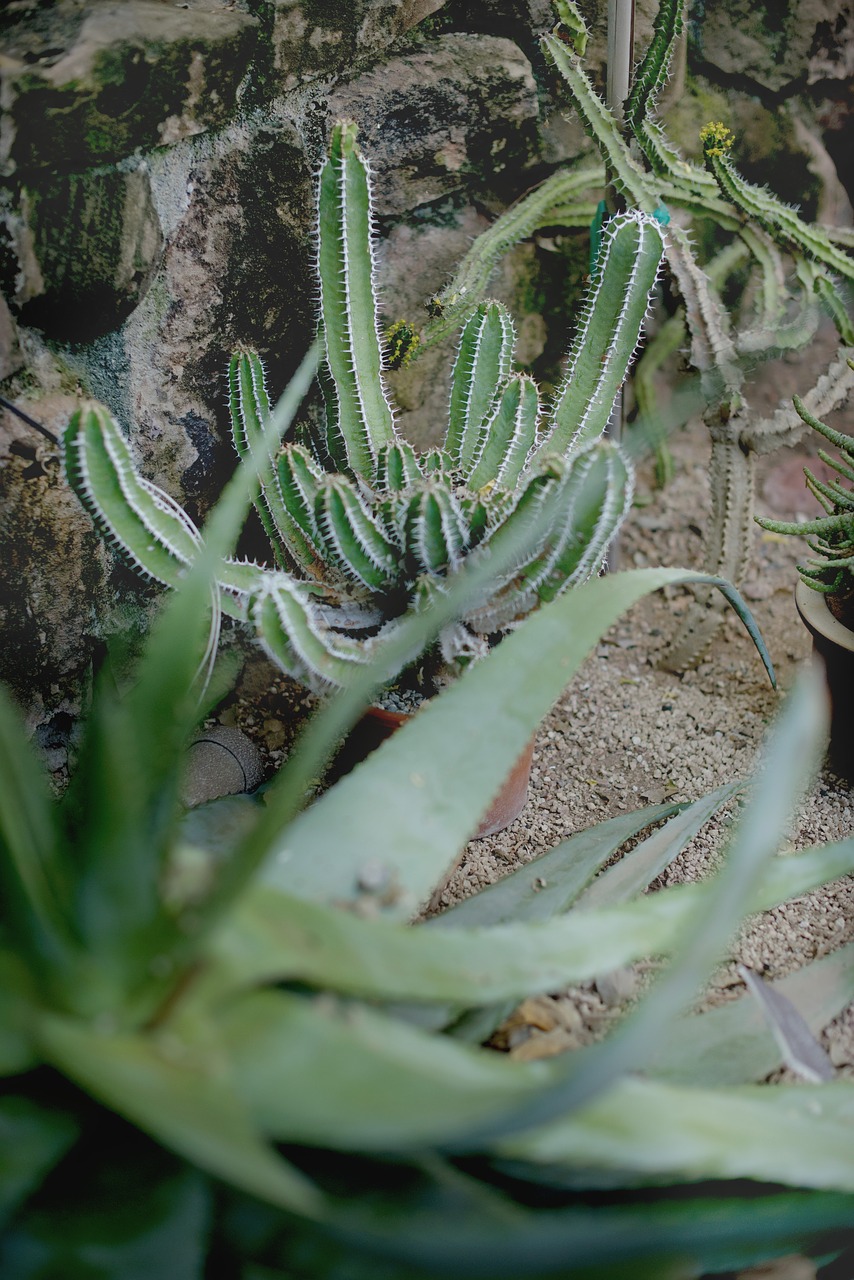 succulents green house cactus free photo